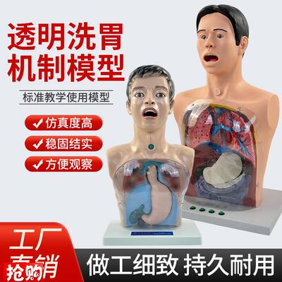 人体洗胃模型带警示透明洗胃z机制模型胃肠减压训练人体模型医用