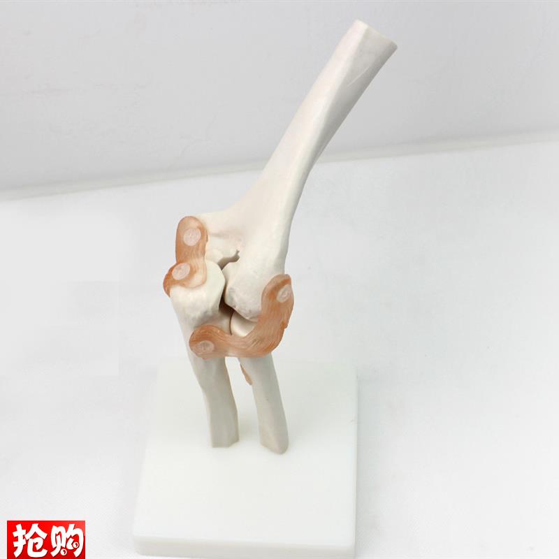 ENOVO颐诺医学肘关节模型桡关节人体I骨骼标本六大关节教具健康运