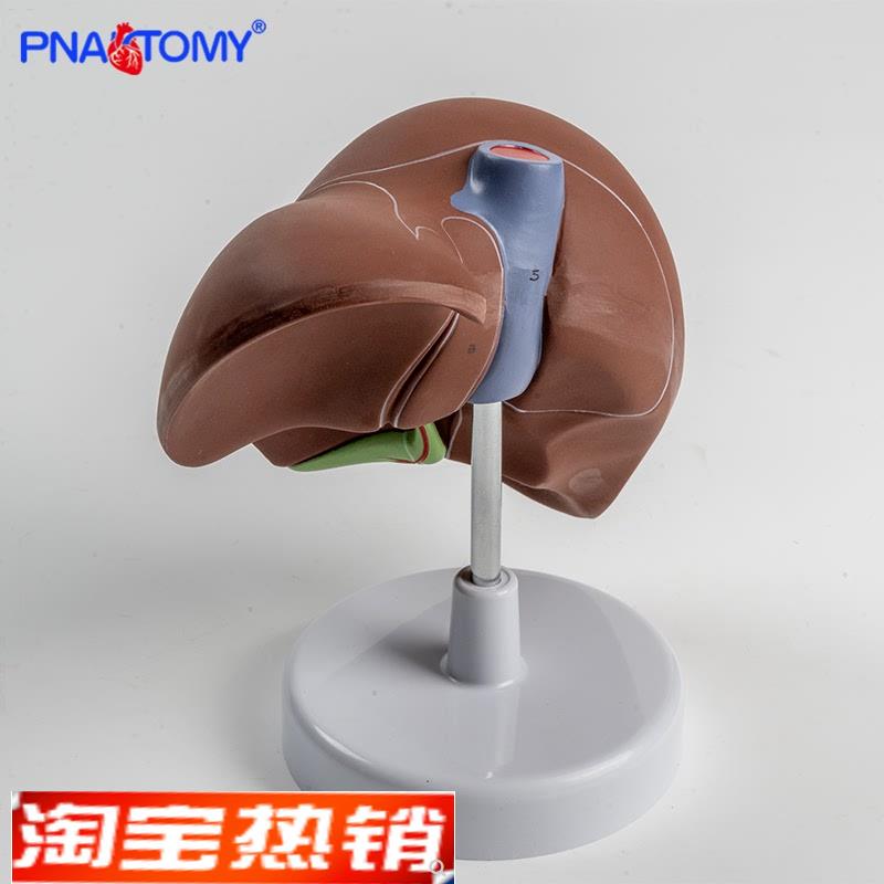 1比1高度仿真肝脏模型肝解剖模A型肝胆胰脾十二指肠浮雕肝胆胰模