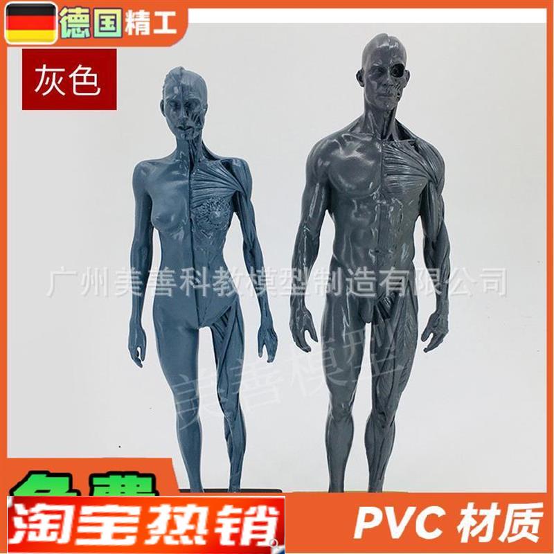 30cm雕塑绘画CG参考头骨结构艺用人体L肌肉骨骼解剖模型灰胚男女