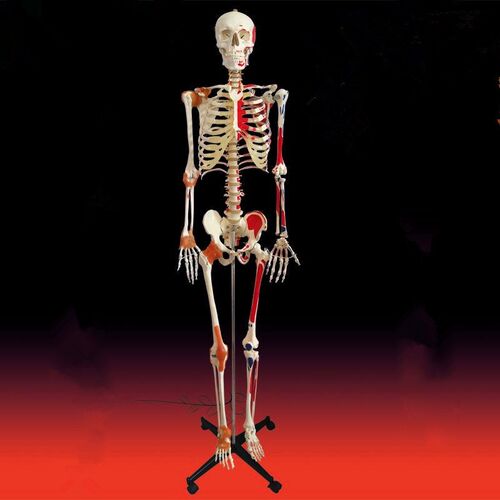 人体骨架模型成人比例176cm高头颅脊柱胸腔四肢T手脚仿真美术医用