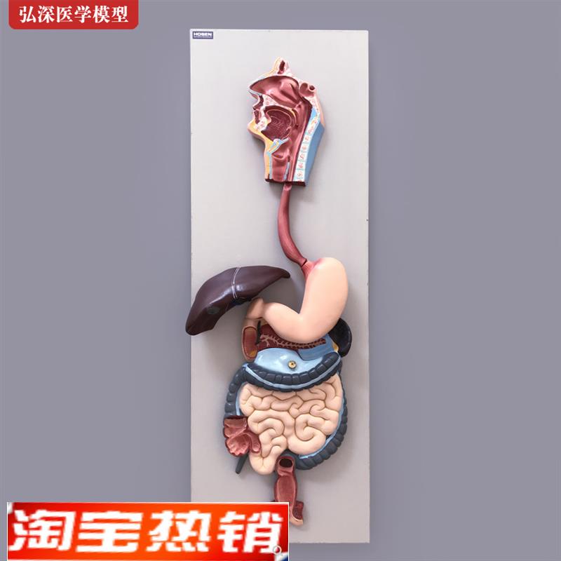 人体消化系统模型胃肠肝胆解剖y结构造幼儿园科学教学模具医学教