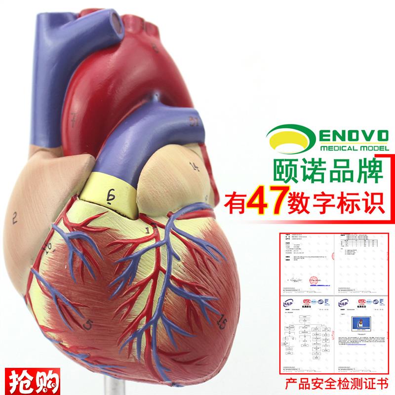 ENOVO颐诺1:1人体心脏模型B超彩超声J医学心内科心脏解剖教学冠状