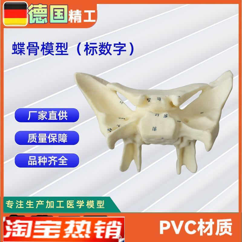 人体蝶骨放大标m数字模型教学解剖模型蝶骨模型