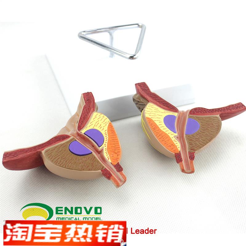 ENOVO颐诺医学前列腺解剖模型BPH前列腺检查S模型男性前列腺生殖