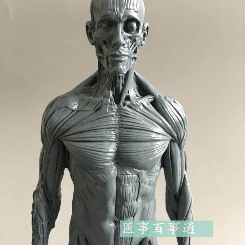 30cm艺用人体模型肌肉骨骼解剖人体结构美术N模型CG绘画雕塑肌肉