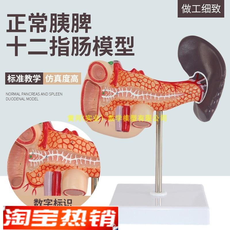 胰脾十二指肠模型肝胰模型人体内D脏器官正常人体胰腺解剖模型