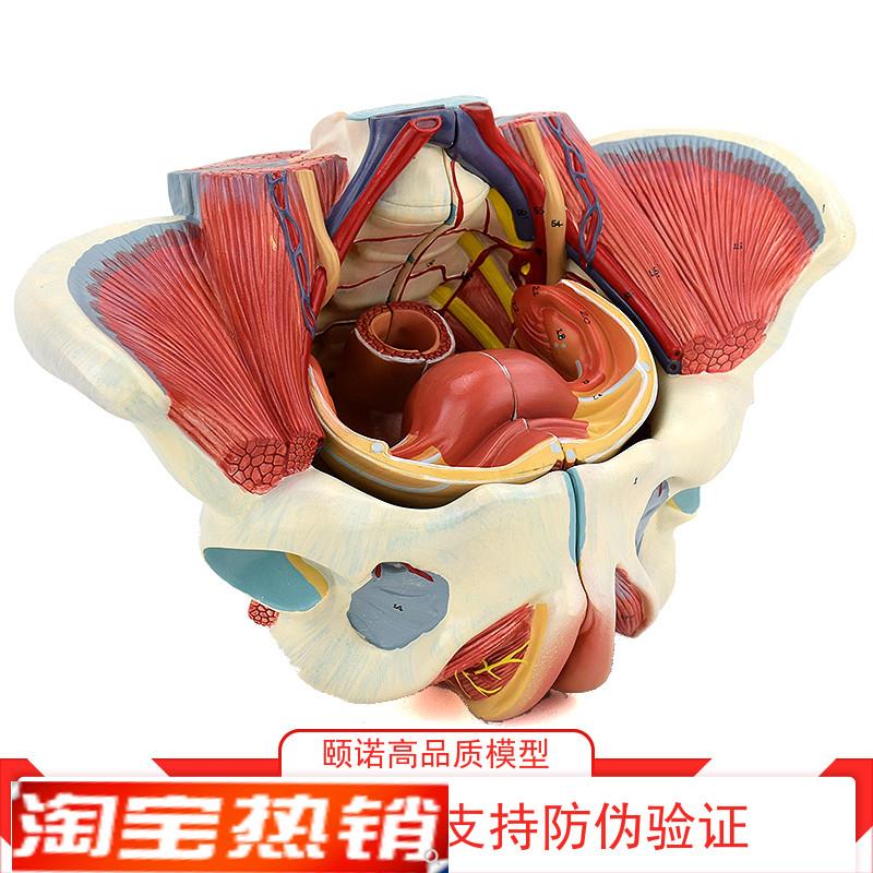 ENOVO颐诺女性骨盆腔盆底肌肉群盆底肌模型P血管神经生殖系统子宫