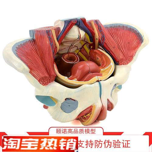 ENOVO颐诺女性骨盆腔盆底肌肉群盆底肌模型P血管神经生殖系统子宫