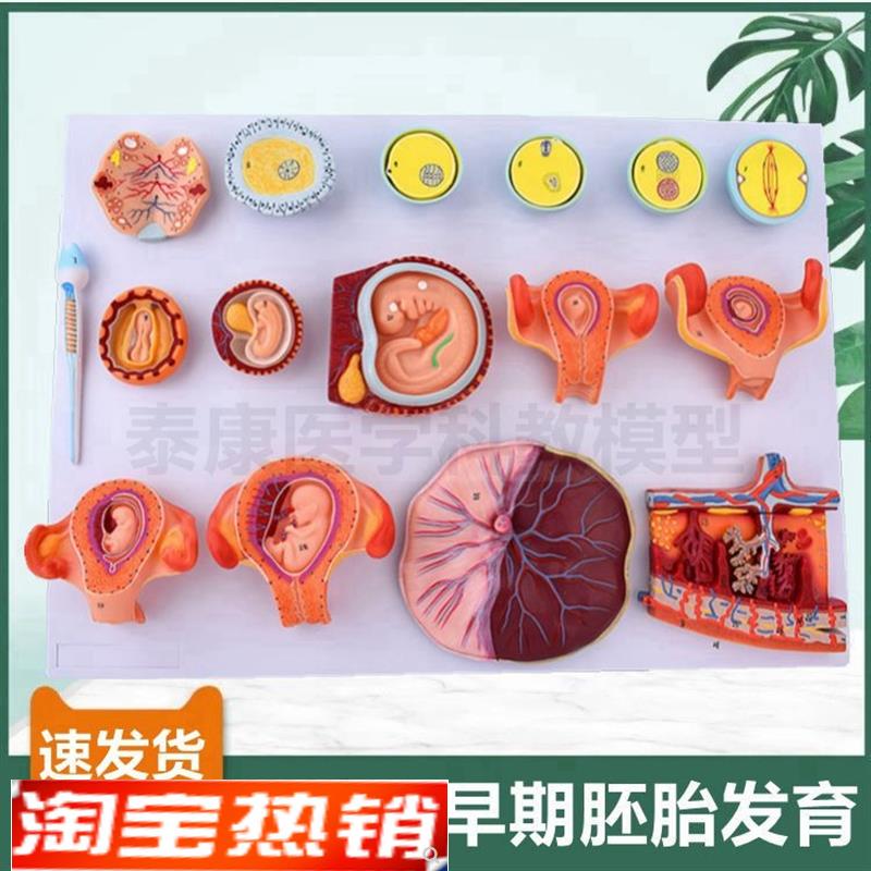 精卵结合过程精子卵子p受精早期胚胎发育妇产科生殖妊娠过程染色