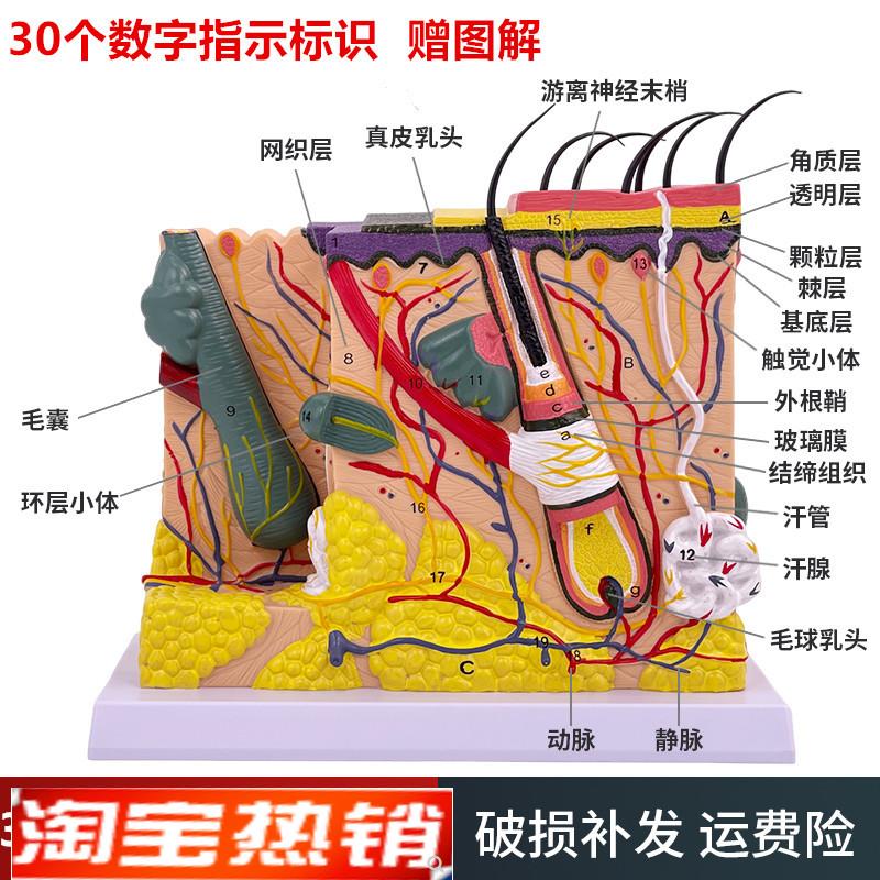 人体皮肤结构解剖模型组织层次放大皮肤构造具微S整形演示美容教