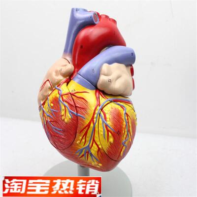 ENOVO颐诺放大版人体心脏解剖模型心脏模型医学T心室心房解剖生理