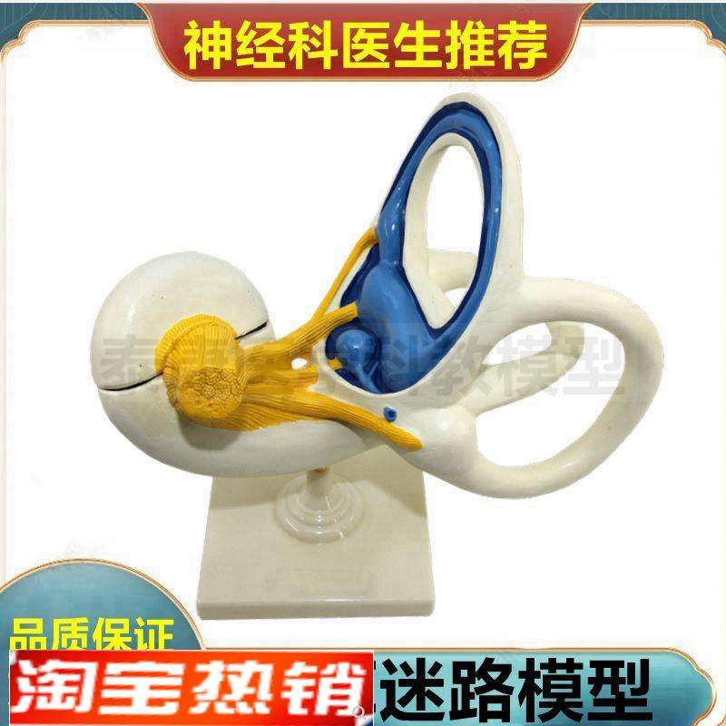 耳朵迷路放大模型内耳结构耳蜗骨半规管N膜人体耳模型神经科