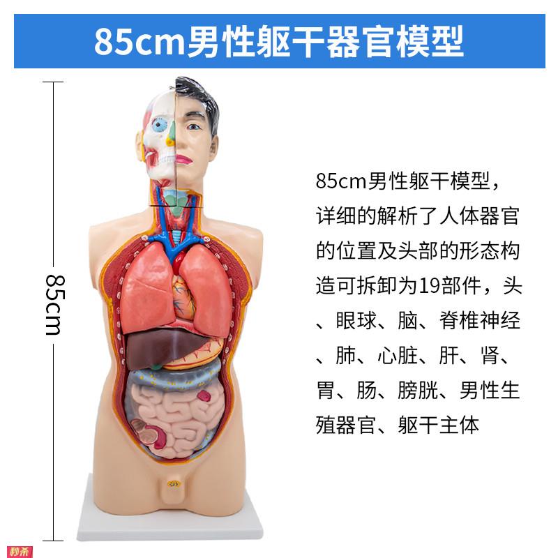 85CM男性人体躯干模型19件身体模型解剖模型医学教具内脏可拆
