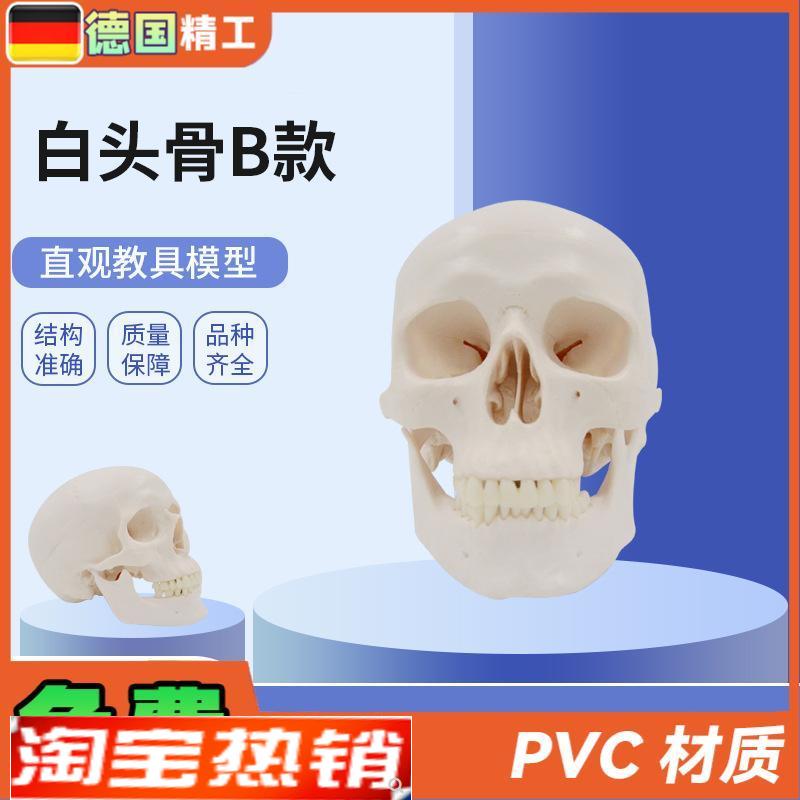 德国】PNT-0150oB白头骨B树脂工艺品1:1骷髅头模型美术骷髅头雕