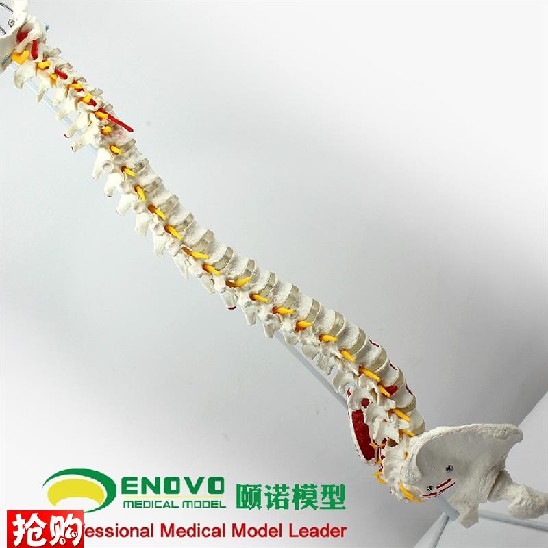 颐诺正品人体脊柱模型脊椎骨盆股骨H肌肉起止点脊神经骨骼模型