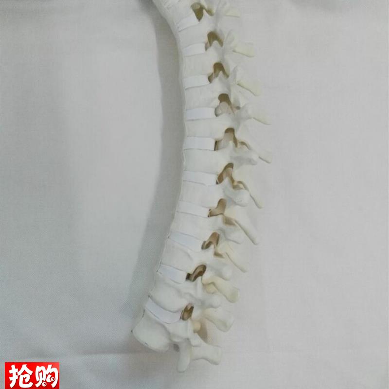 骨科手术演示练习jSawbone仿真骨练习骨胸椎教学医用模型医学教仪