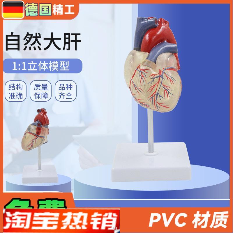 德国】透明心脏模型o血管透明肺气管支气管树连心脏模型透明肺段
