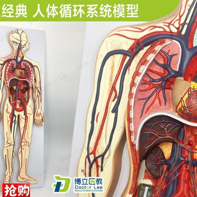专业教学人体血液循环系统模型体肺循环心血管介V入心脏解剖模型