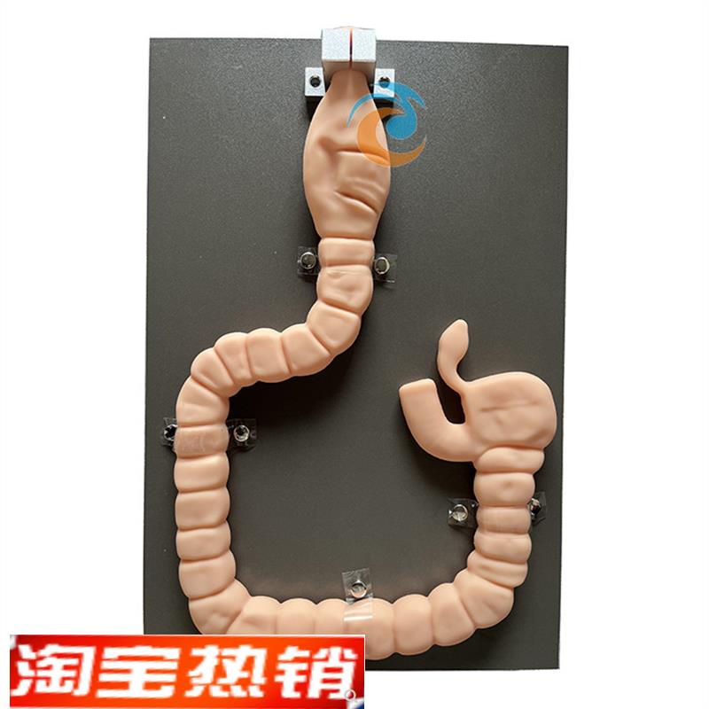 乙状结肠c镜检查模型肠镜检查演示训练教学模型自然大肠镜模型