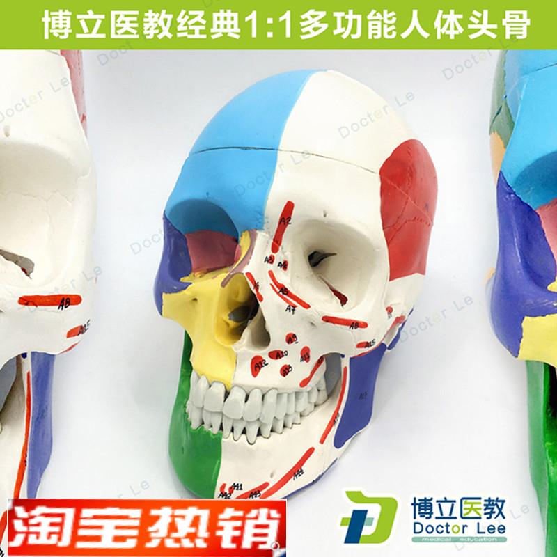 医学艺用人体头骨颅骨o模型头骨分区肌肉模型神经骨科教学正骨骨