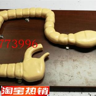 乙状结肠镜检查模p型肠病变模型大肠肠道病变模型