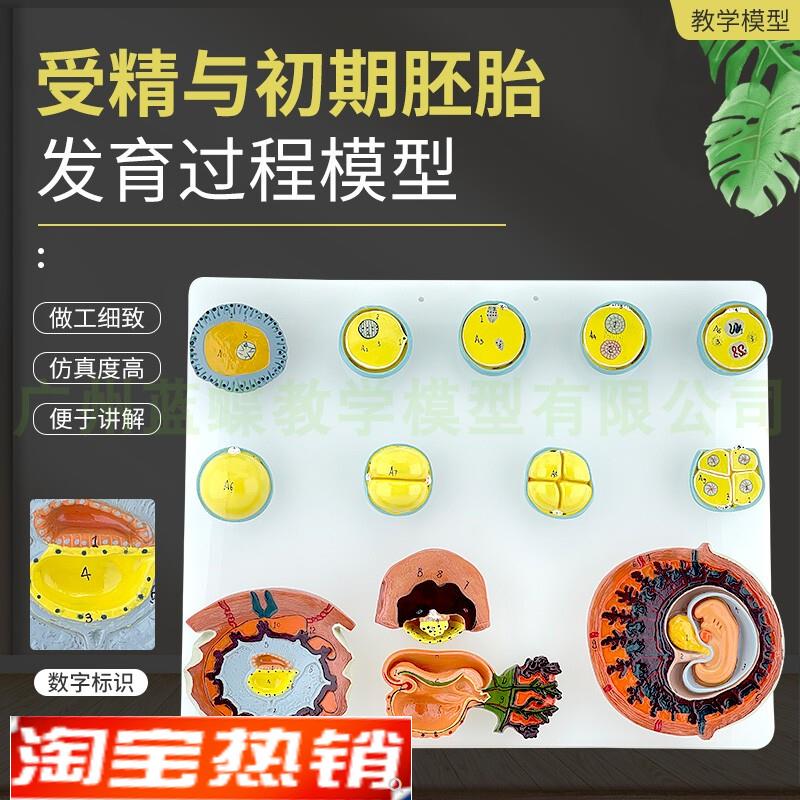 受精与初c期胚胎发育过程模型A42003
