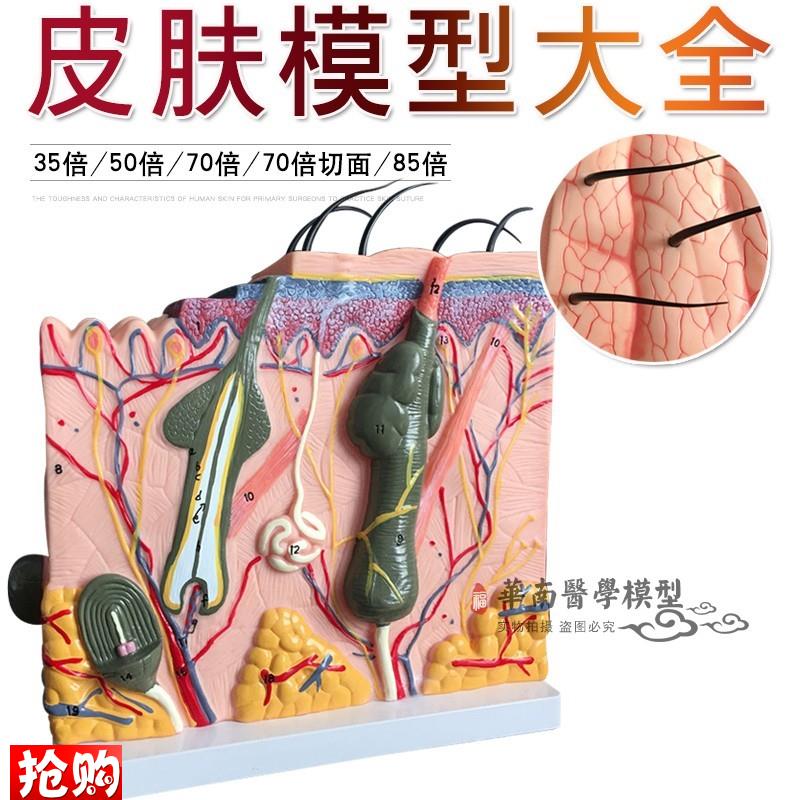 皮肤模型皮肤结构放大模u型层次构造解剖微整形教学美容医学