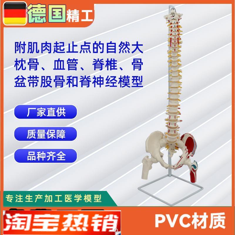 附肌肉起止点的自然大枕骨血管脊椎骨盆带股S骨和脊神经模型