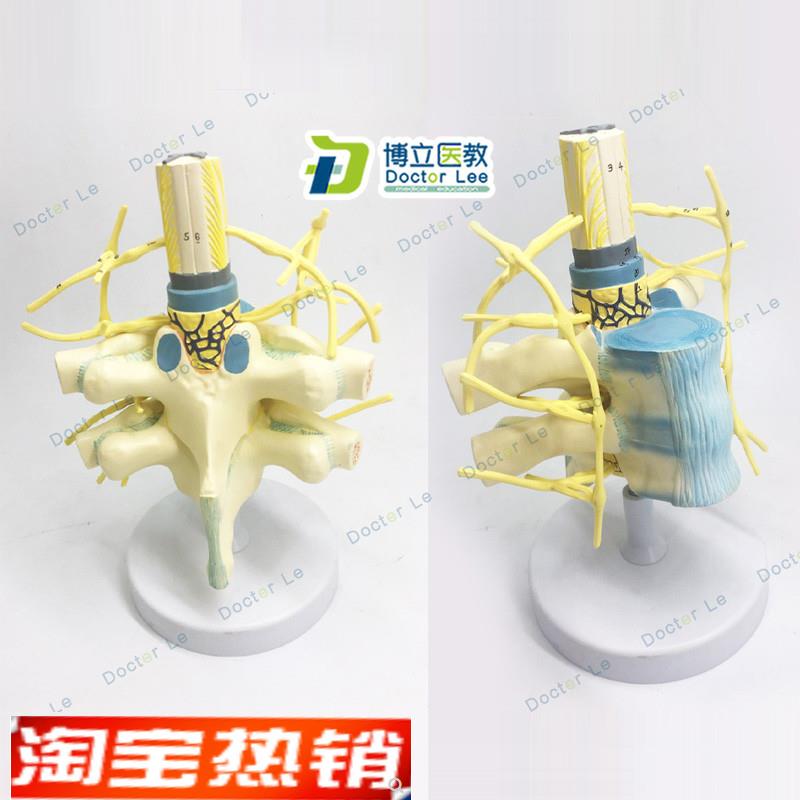 胸椎脊髓脊神经交感神r经干模型胸椎模型人体神经教学教具神经模