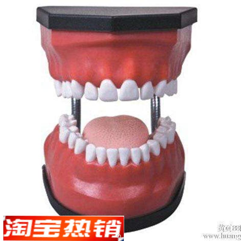 牙齿护理保健模型牙模y型口腔洗护训练练习模具