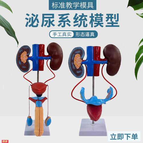 男性泌尿生殖系统解剖模型女性泌尿系统人体泌尿系统解剖模型