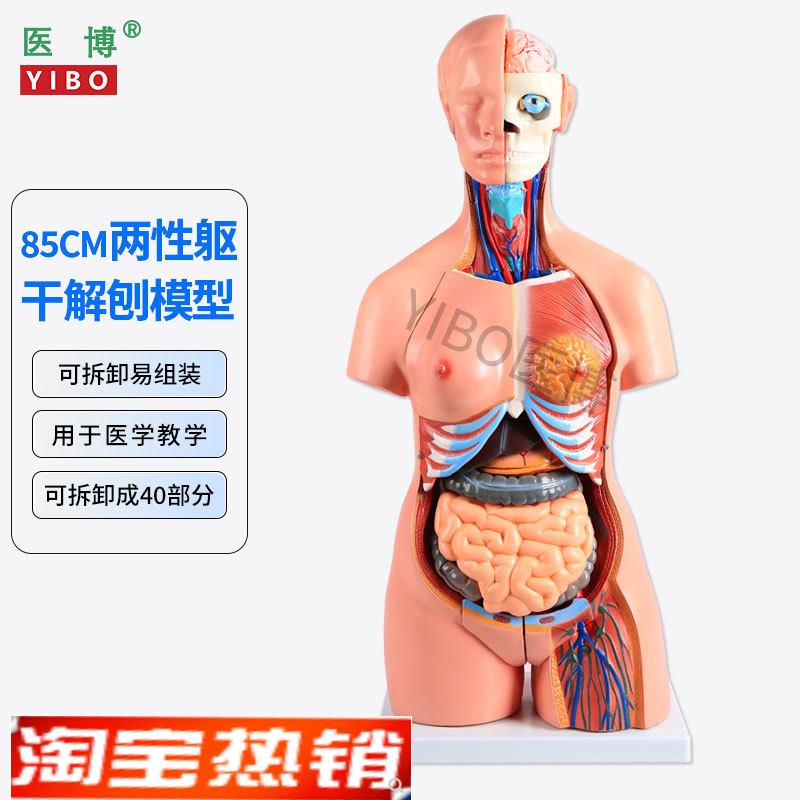85CM两性躯干g解刨模型可拆卸40件男女性躯干及内脏器官拆卸模型
