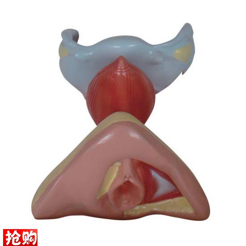 女性内外生殖器模型解H剖教学示教标本模具