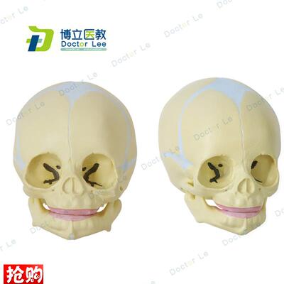 胎儿颅模型婴f儿头骨胎儿头骨模型人体头骨模型医学人体结构