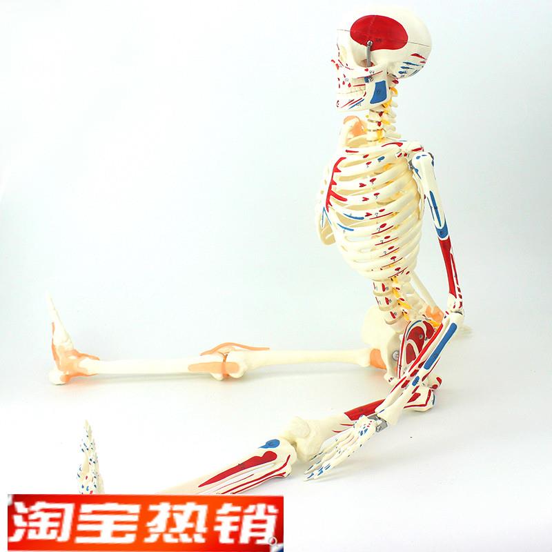 ENOVO颐诺85CMp可弯曲人体骨骼肌肉起止点韧带模型成人骨骼骨架人