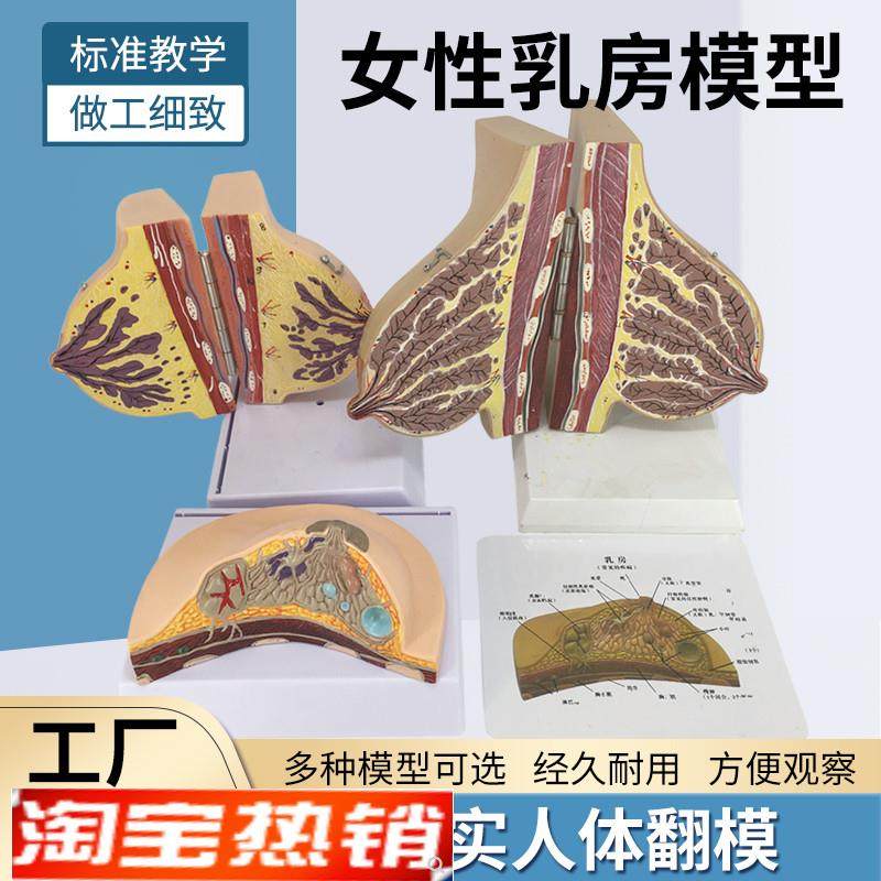 哺乳期乳房模型j胸部解剖乳房结构造乳房乳腺病变模型催乳师教具