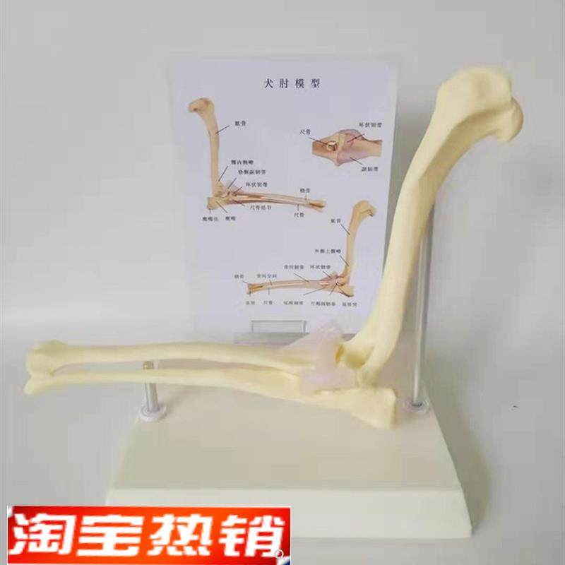狗肘关节模型狗骨架动物模型宠物兽医教学Q医用医学模型优惠,文具电教/文化用品/商务用品,教学仪器/实验器材,淘宝优惠券,粉丝福利购,淘宝优惠卷