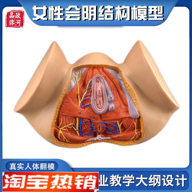 政河女性会阴器官结构解剖模型人体生殖构造讲P解医院学校教学用