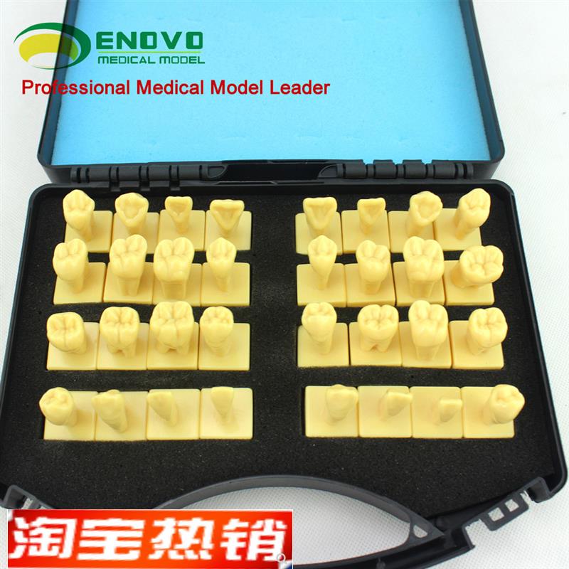 ENOVO颐诺口腔3倍雕牙u指导模型牙颌面口腔教学牙体形态解剖雕刻