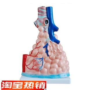 人体肺泡a放大模型肺部解剖模型肺泡展示教学模型医学模型