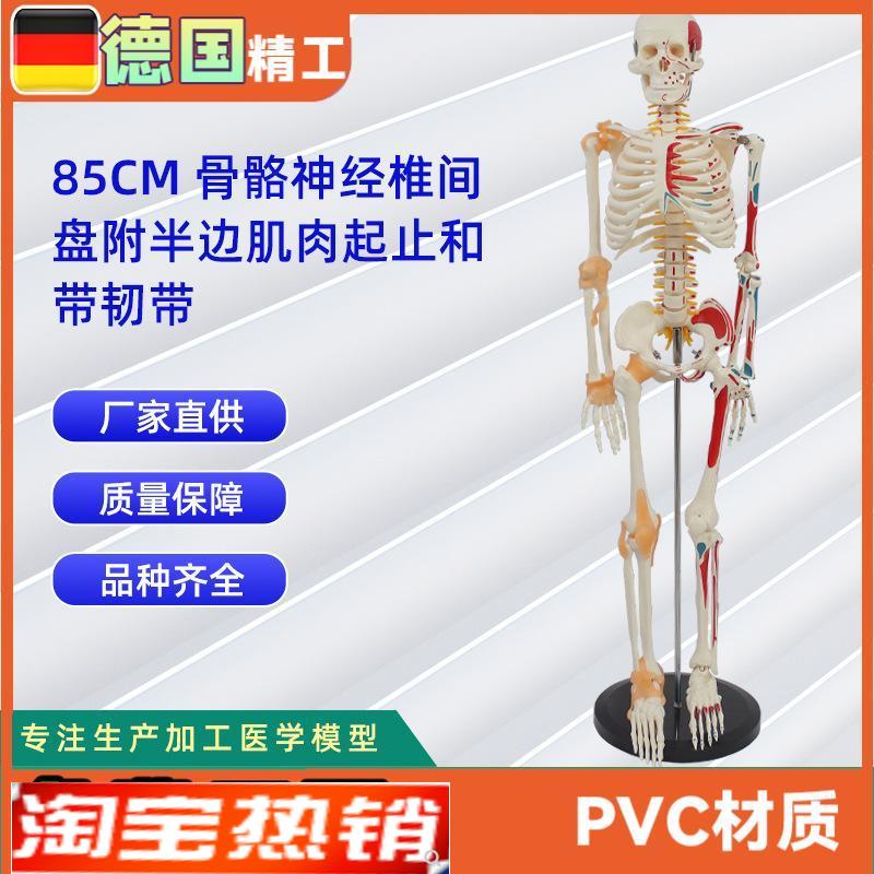 85CM骨骼神经k椎间盘(附半边肌肉起止和带韧带)骷髅人骨架道具