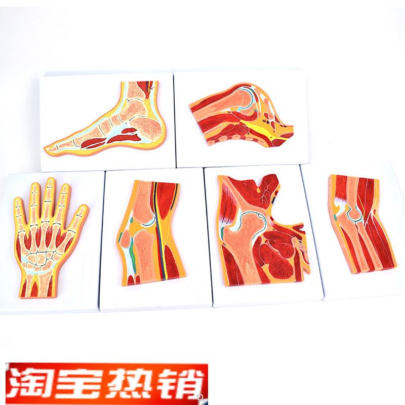 ENOVO颐诺人体关节肌r肉模型骨关节剖面构造MRI关节肌肉骨骼解剖