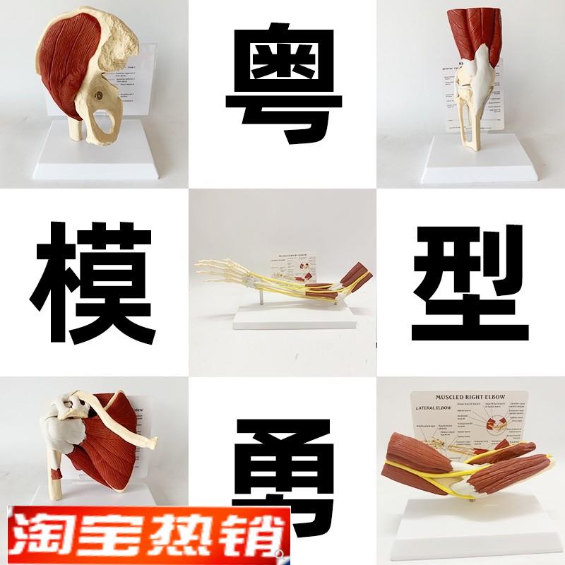 人体关节附肌肉模型盂肱关节肩锁关节肩峰N结构肘膝关节肌肉解剖
