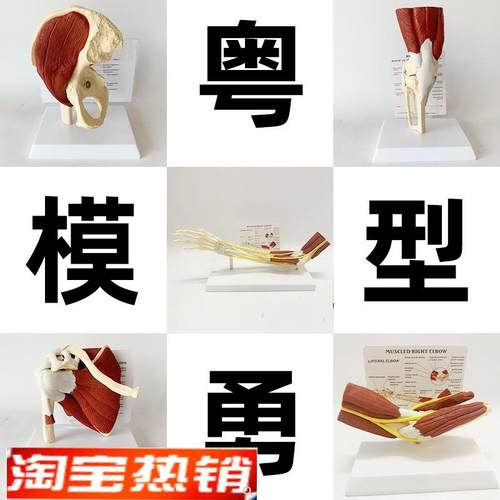 人体关节附肌肉模型盂肱关节肩锁关节肩峰N结构肘膝关节肌肉解剖
