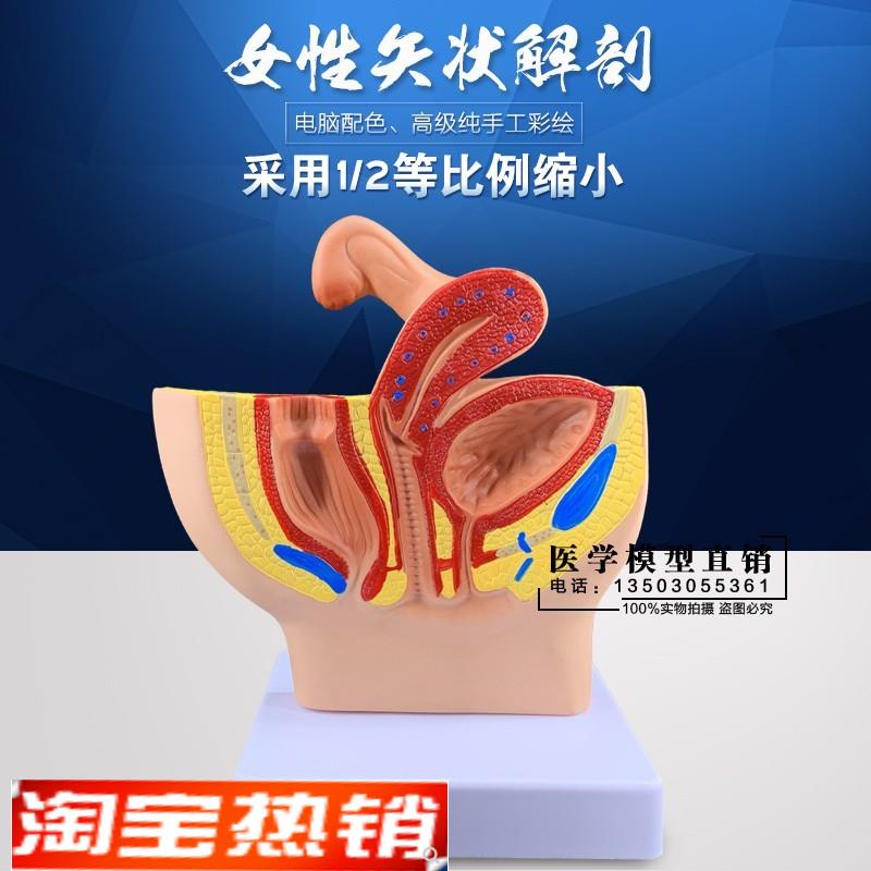 女性盆腔系统生殖系统输卵管膀胱阴道直肠S模型盆腔矢状解剖