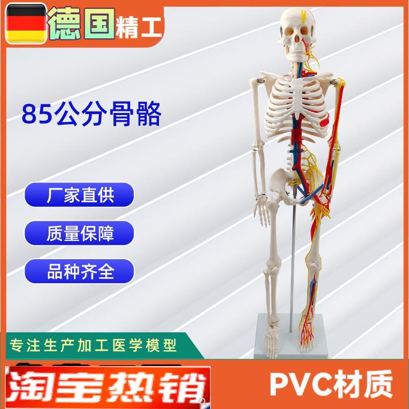 85CM附神经l血管骨骼模型人体骨骼演示模型医学教材模型