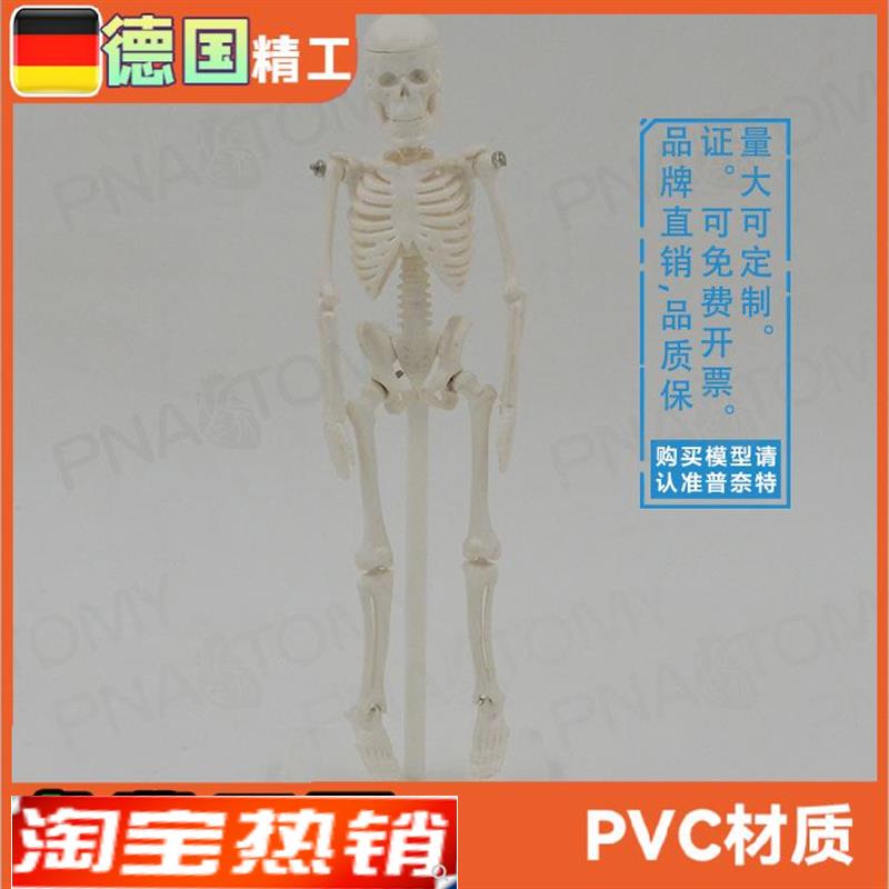 22cm小型白色全身人体骨骼模型骷髅骨架玩具万圣节U可拆卸启蒙美