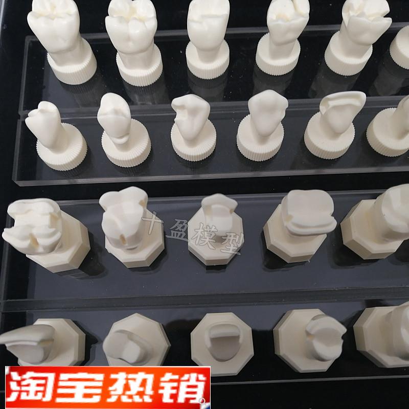 牙科口腔模型牙体制备模型2.5倍牙冠预备烤O瓷备牙基牙教学演示