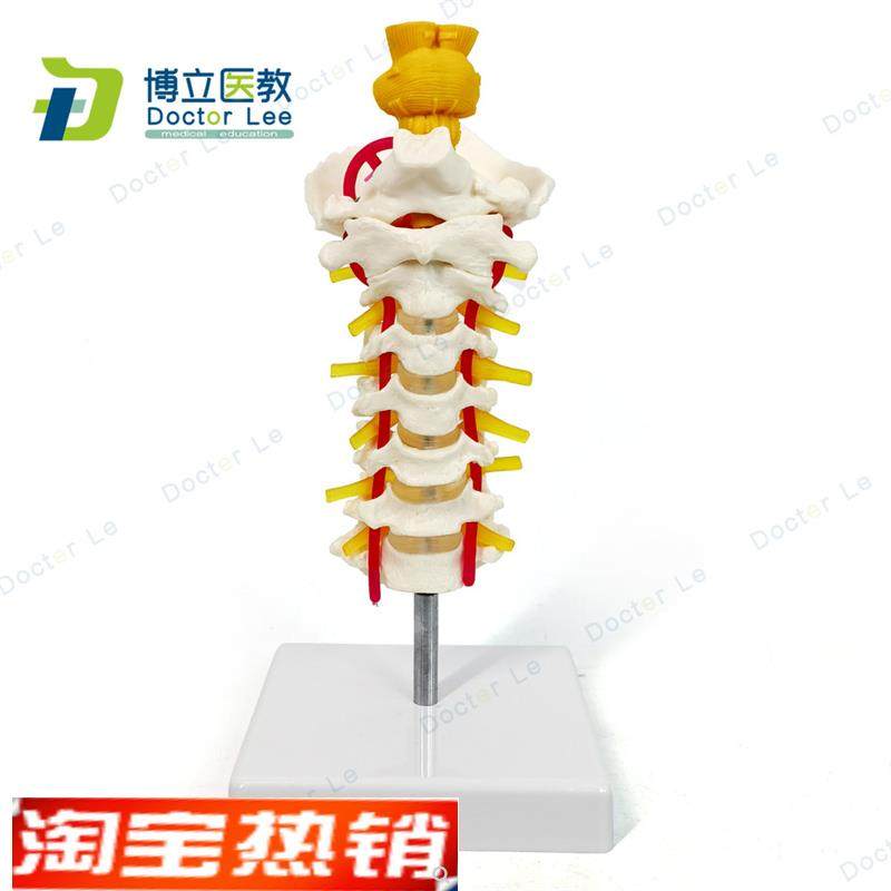 颈椎模型颈椎带脑干颈椎w带颈动脉后枕骨椎间盘与神经模型